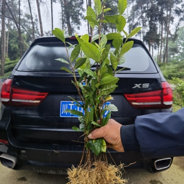 万秀区大叶种茶苗，梧州万秀区茶苗基地，万秀区六堡茶苗