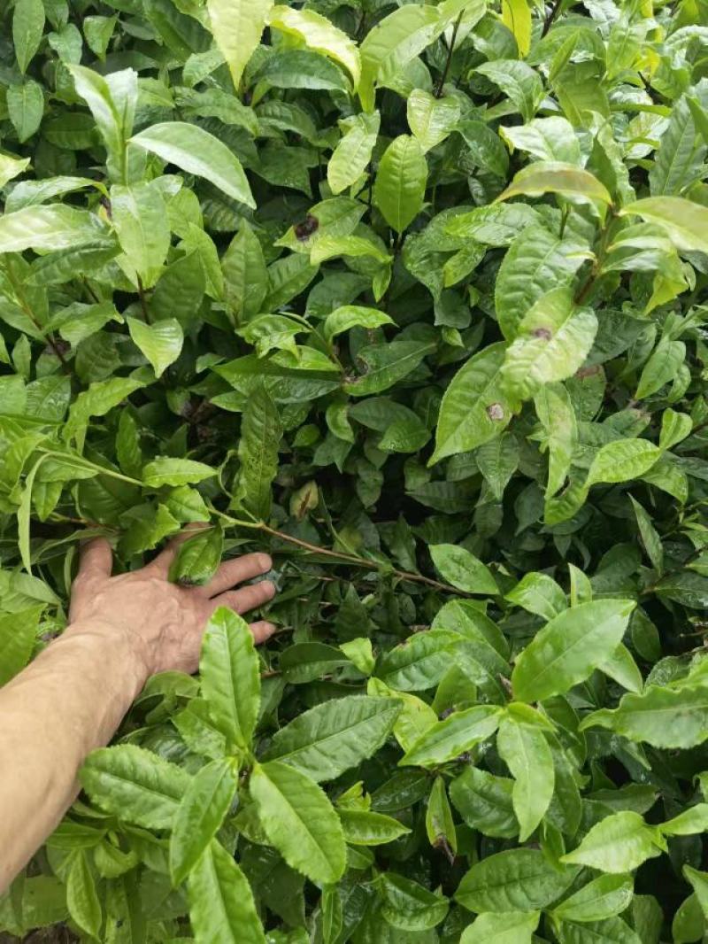 万秀区大叶种茶苗，梧州万秀区茶苗基地，万秀区六堡茶苗