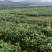 万秀区大叶种茶苗，梧州万秀区茶苗基地，万秀区六堡茶苗