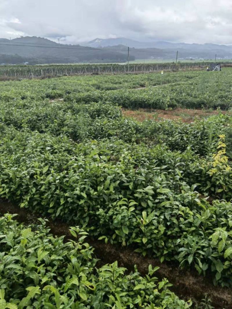 万秀区大叶种茶苗，梧州万秀区茶苗基地，万秀区六堡茶苗
