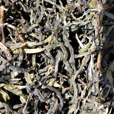 云南凤庆绿茶初加工批发