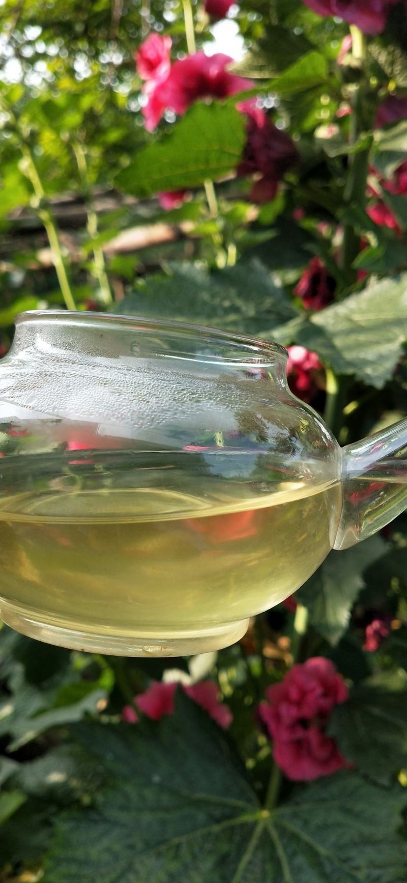 云南凤庆绿茶初加工批发