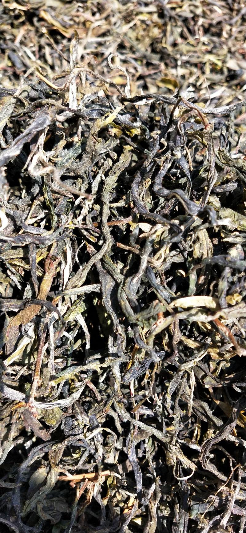云南凤庆绿茶初加工批发