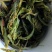 云南凤庆绿茶初加工批发