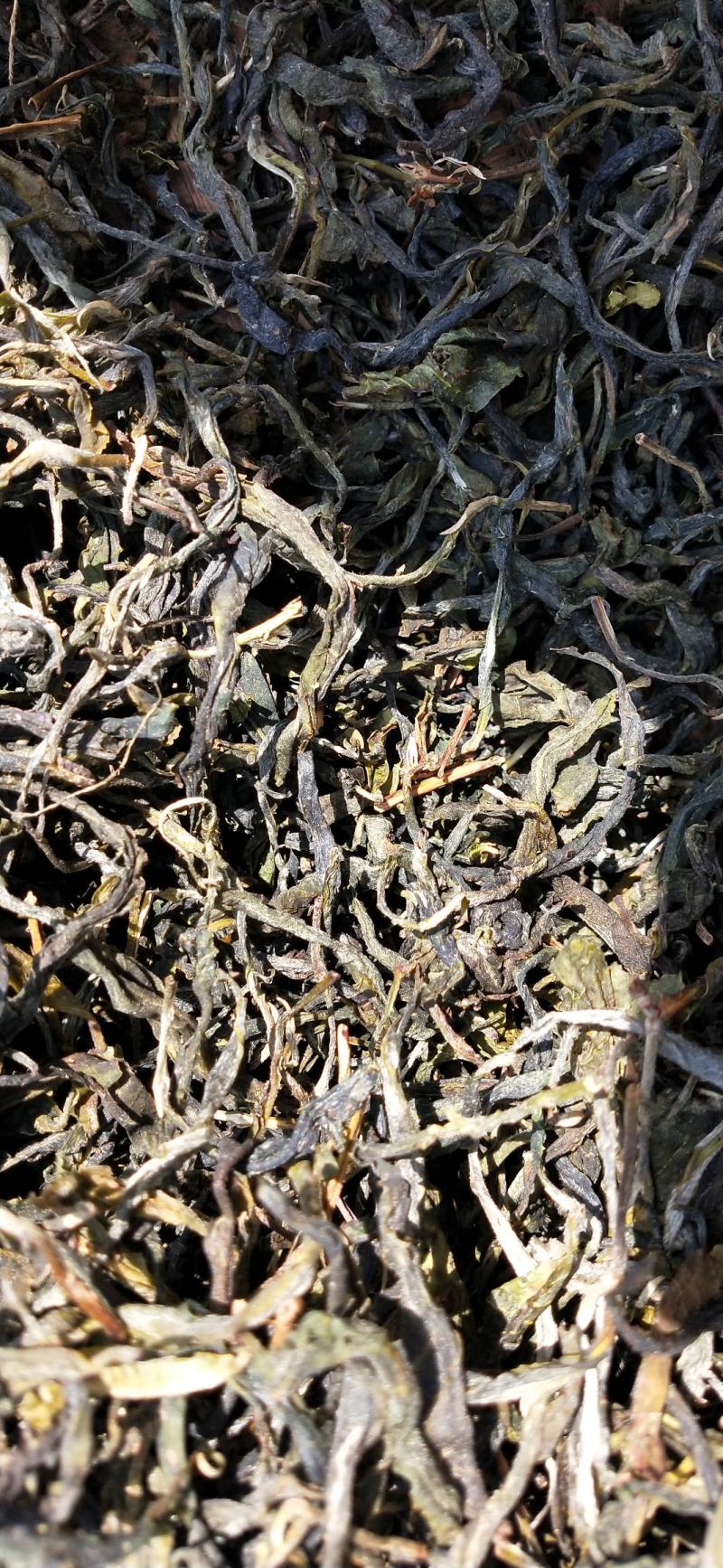 云南凤庆绿茶初加工批发