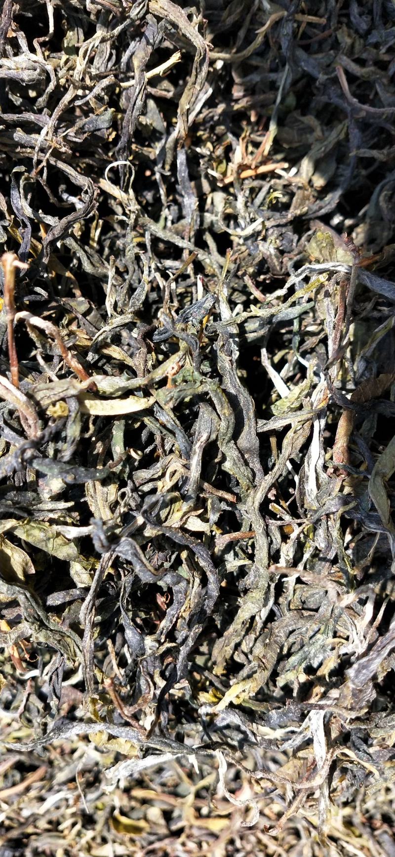云南凤庆绿茶初加工批发