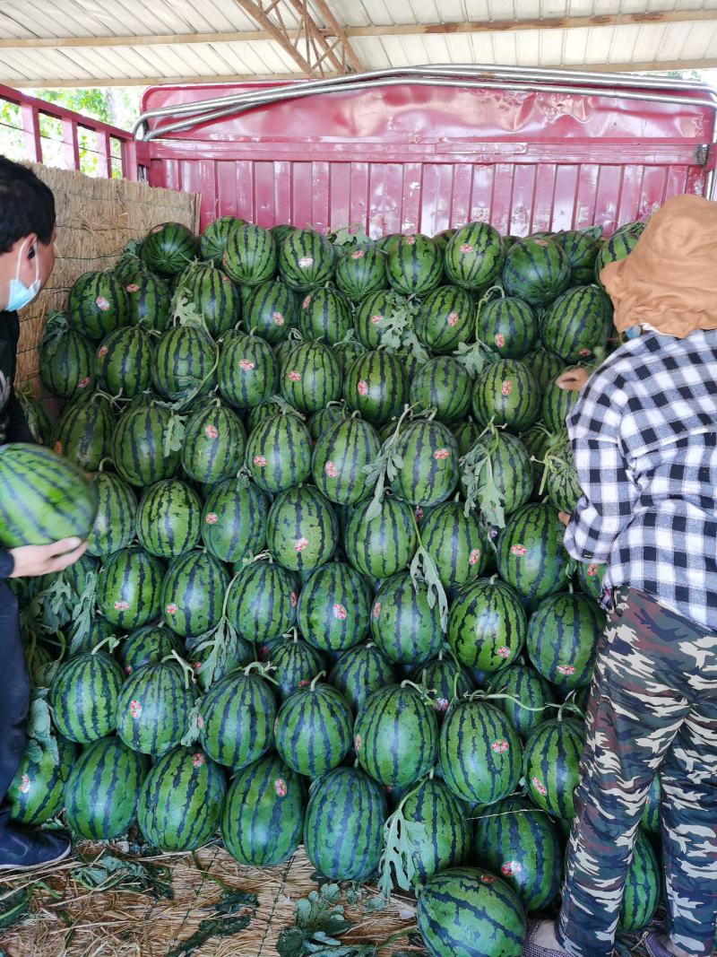 精品甜王看瓜说价