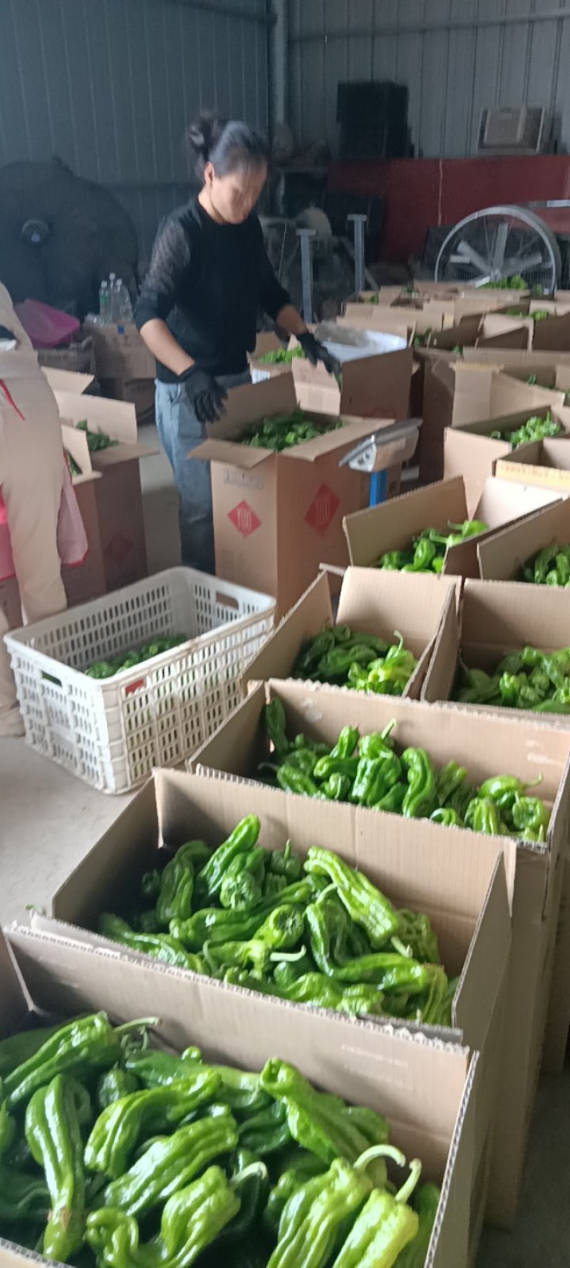 薄皮椒皱皮鲜辣椒产地直发一手货源承接商超市场全国发