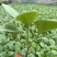 紫把黑皮茄子苗大龙长茄种苗温室大棚栽高产生长期长