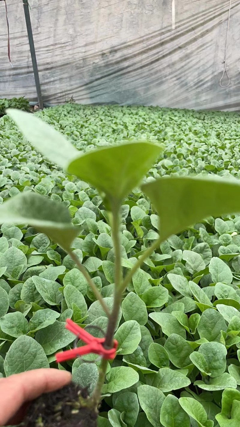 紫把黑皮茄子苗大龙长茄种苗温室大棚栽高产生长期长