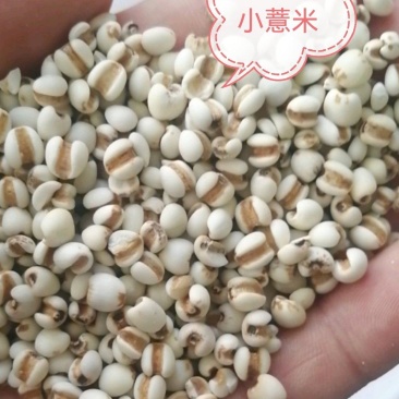 包邮薏米，薏苡仁，大颗粒，小颗粒和碎米均有现货供应