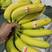 【推荐】香蕉青蕉二黄全年供应规格齐全欢迎咨讯物美价廉
