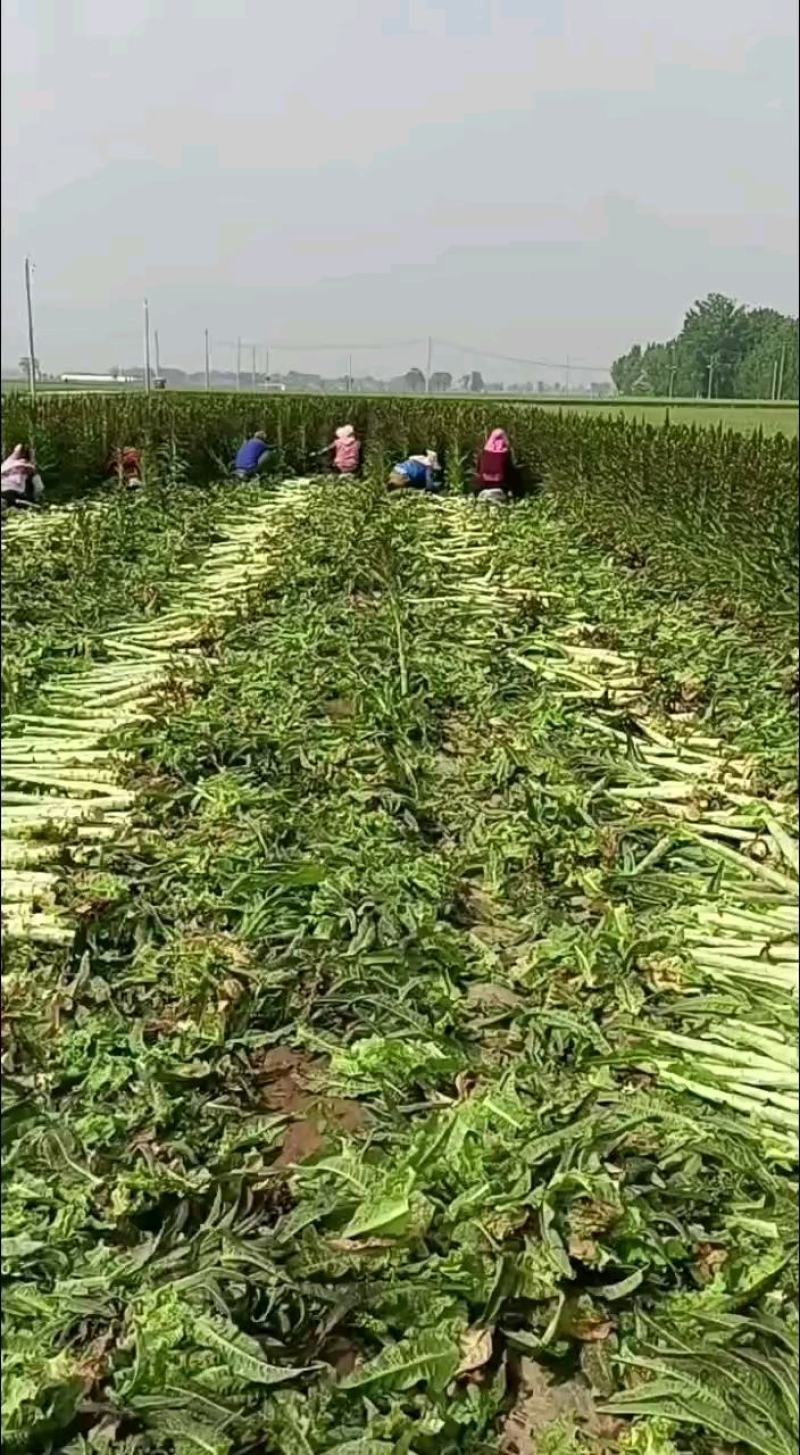 精品红叶莴笋光杆莴笋不空心产地直发代发全国备货快可打捆有设备