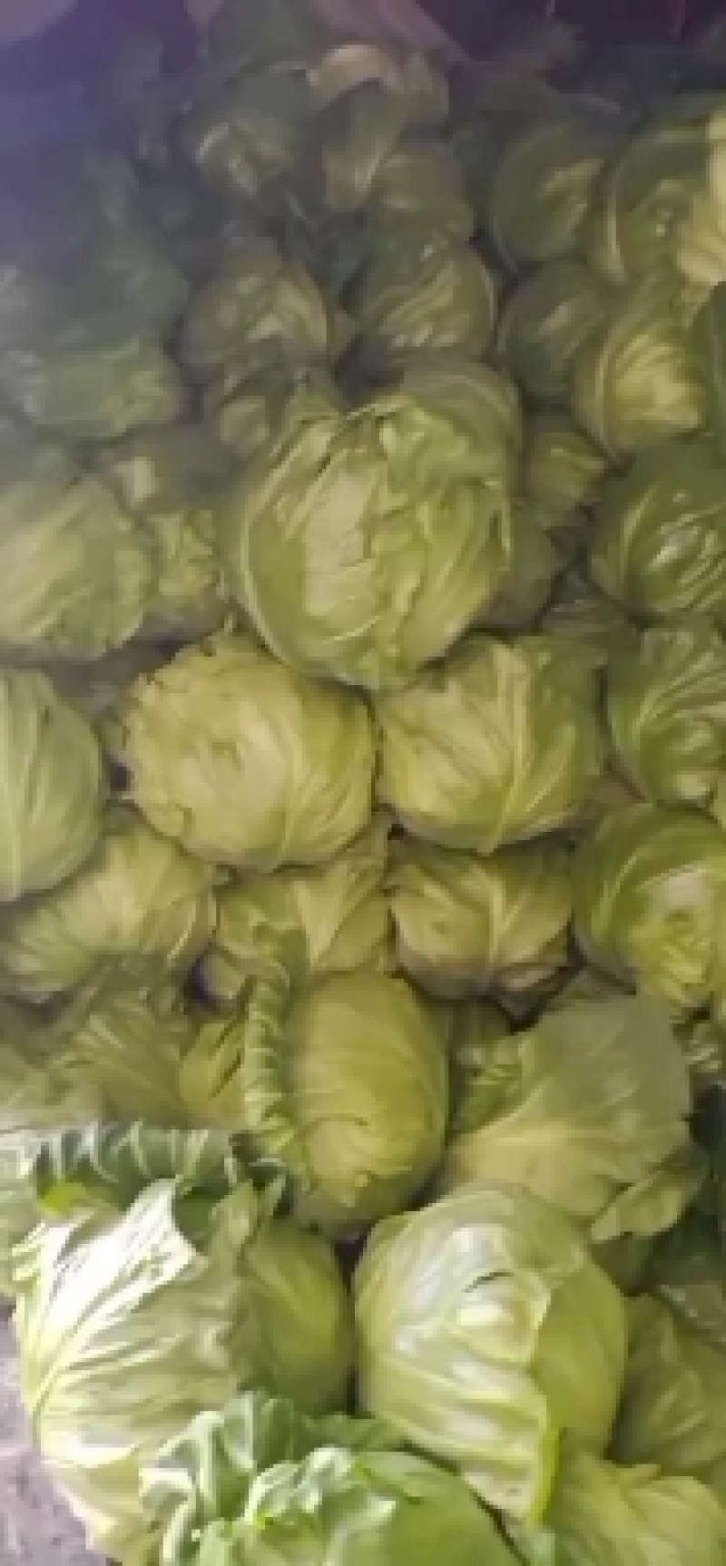 韩绿甘兰