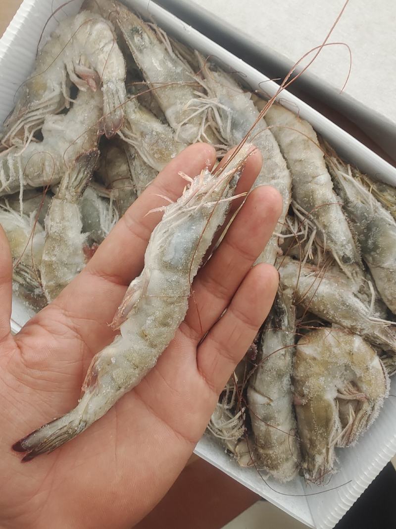 盐冻大虾活虾现冻厄瓜多尔盐冻大虾质量高