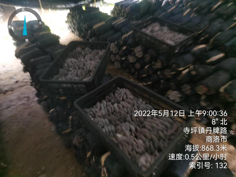 陕西省商洛市反季节灰黑平菇大量上市了