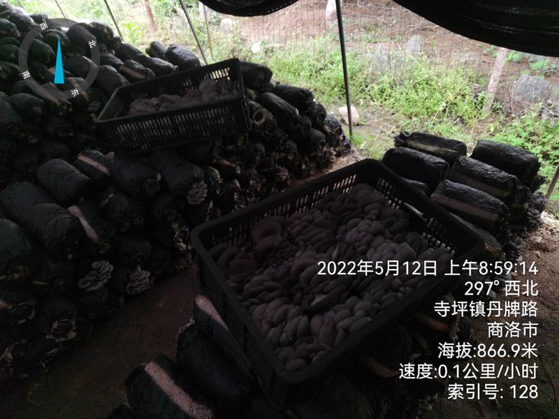 陕西省商洛市反季节灰黑平菇大量上市了