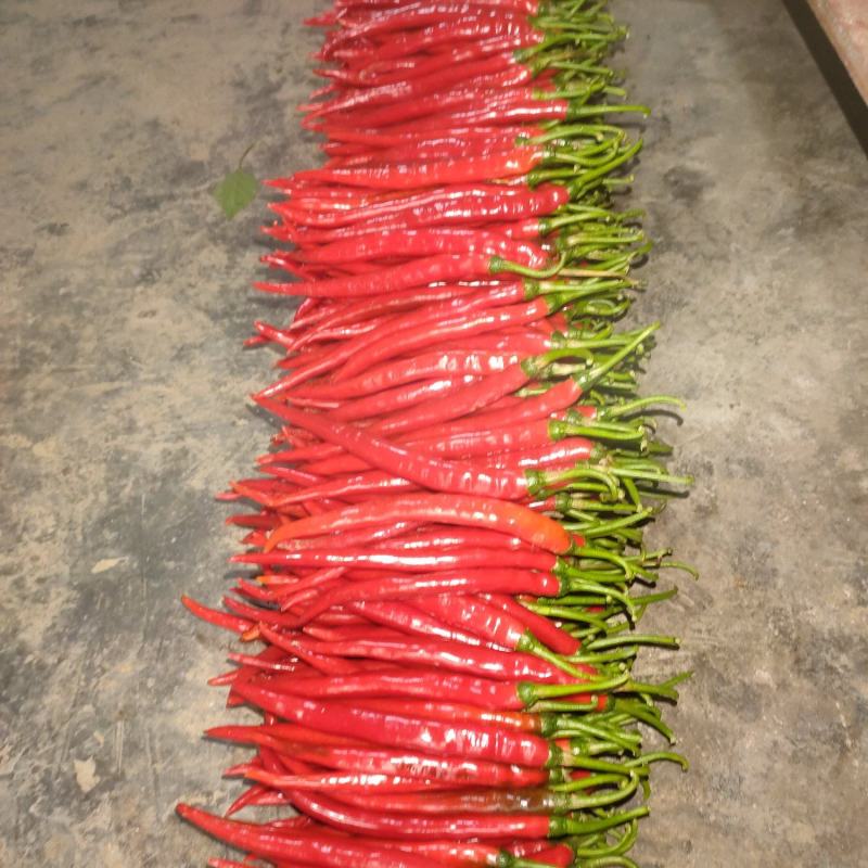 精品泡椒，泡姜、泡萝卜、榨菜头、榨菜块等泡菜系列