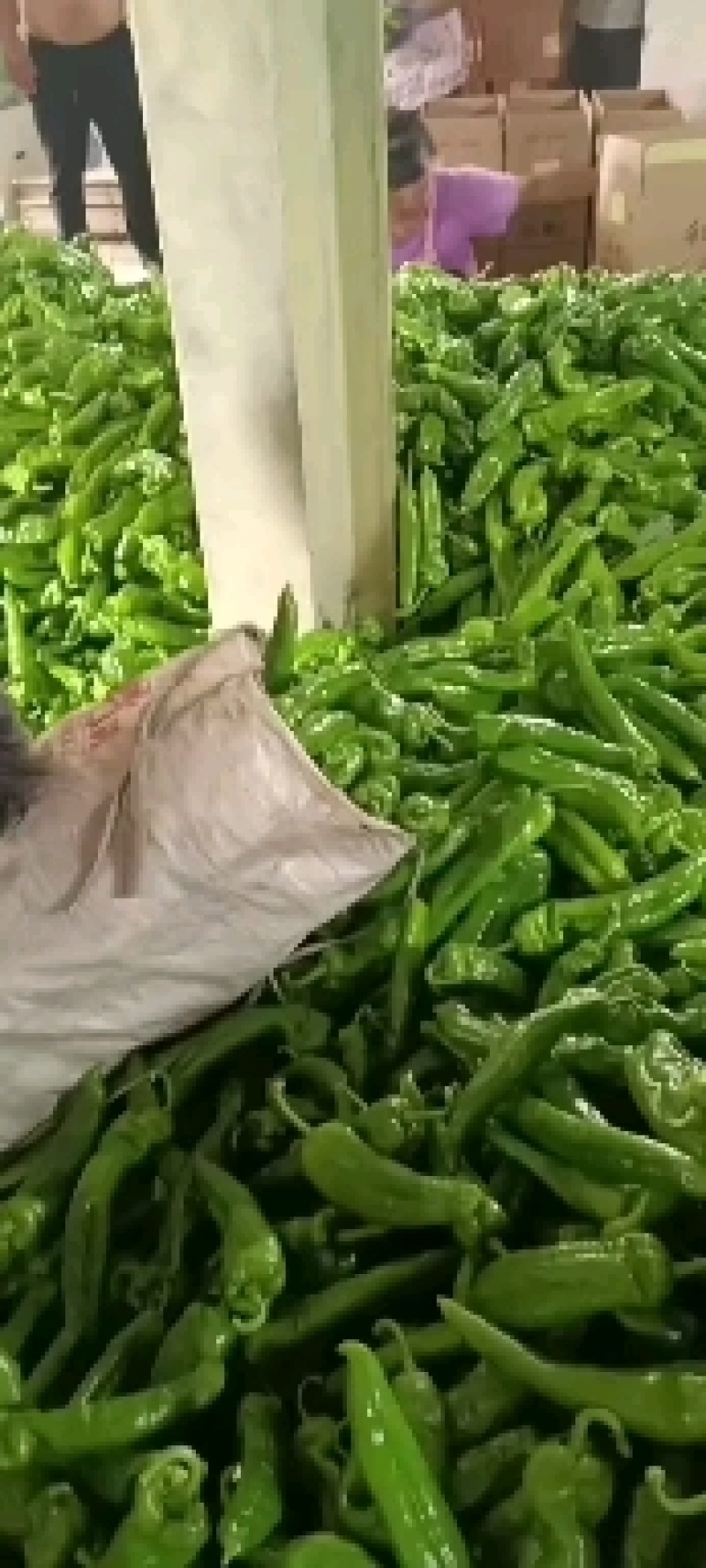 精品鲜辣椒上市，螺丝椒上市供应全国！辣椒主产区可视频看货