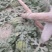 【脆甜】山东产区甜王西瓜大量上市。物美价廉，量大从优。