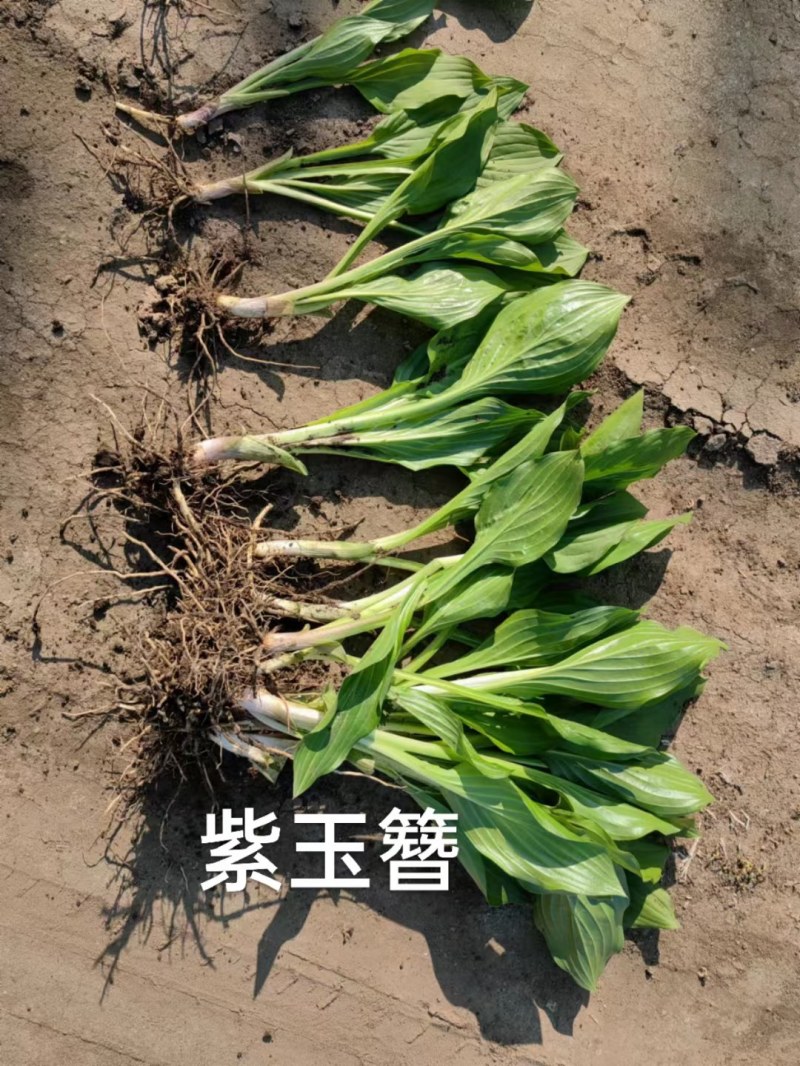 过冬耐寒多年生宿根紫玉簪，批发零售一体化，工程用苗详谈