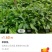 云南腾冲原基地，自然生长【草果苗】，现挖现发，质优价廉