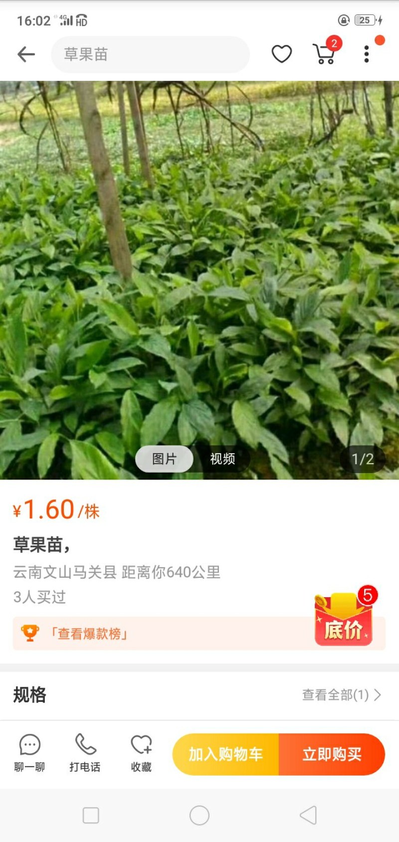 云南腾冲原基地，自然生长【草果苗】，现挖现发，质优价廉