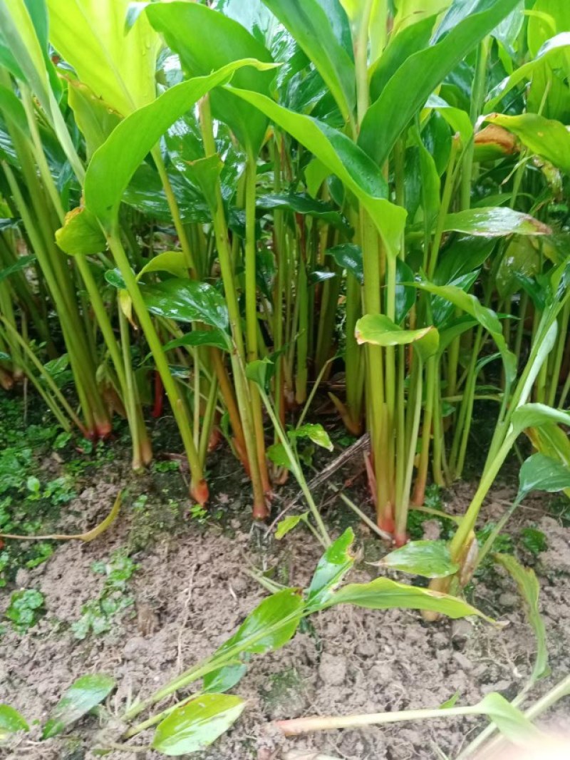 云南腾冲原基地，自然生长【草果苗】，现挖现发，质优价廉