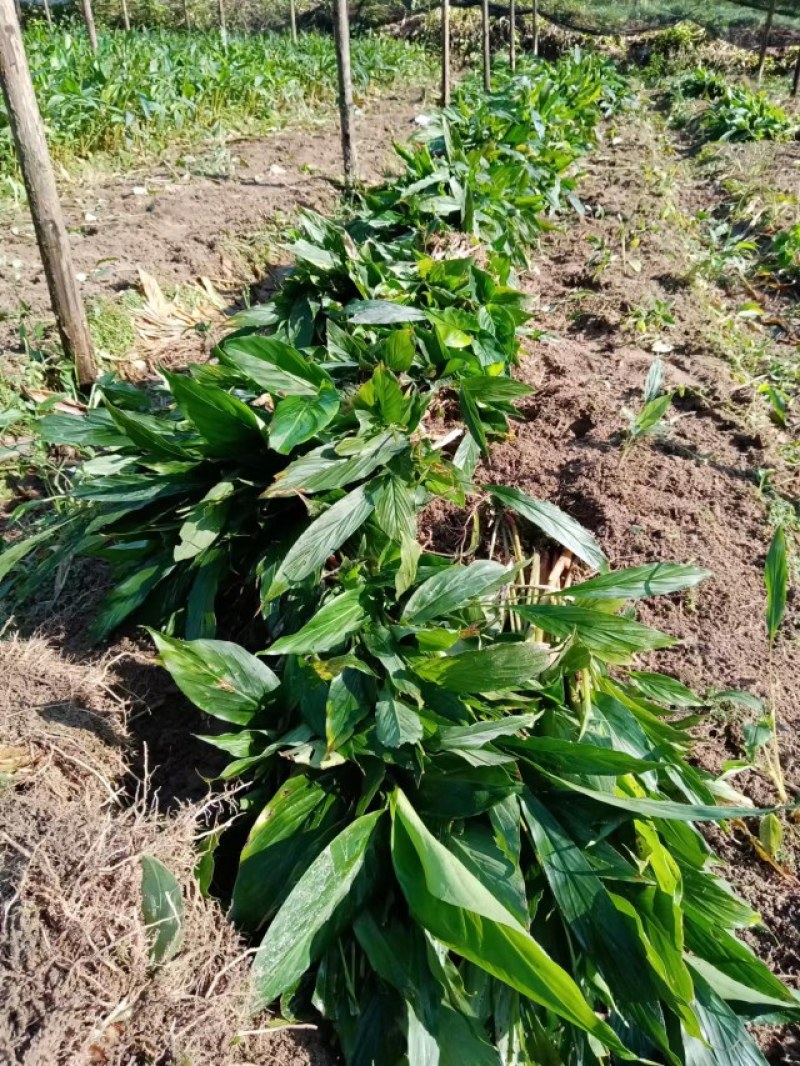 云南腾冲原基地，自然生长【草果苗】，现挖现发，质优价廉