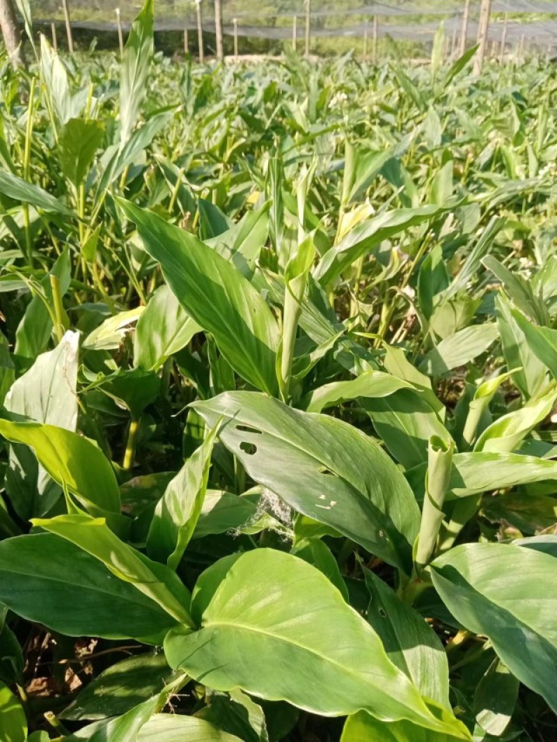 云南腾冲原基地，自然生长【草果苗】，现挖现发，质优价廉
