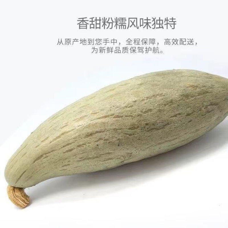 新西兰，贵族丑瓜大量上市，价格便宜需要联系！！！