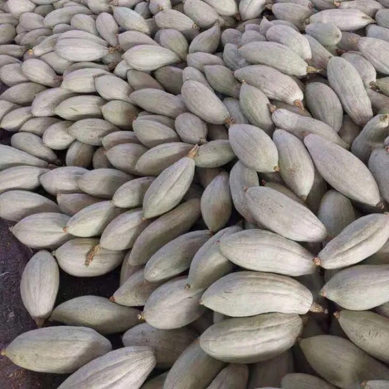 新西兰，贵族丑瓜大量上市，价格便宜需要联系！！！