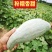 新西兰，贵族丑瓜大量上市，价格便宜需要联系！！！