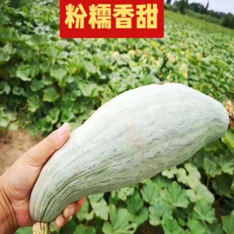 新西兰，贵族丑瓜大量上市，价格便宜需要联系！！！