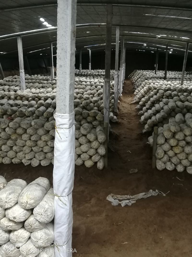 大量现货灵芝菌棒