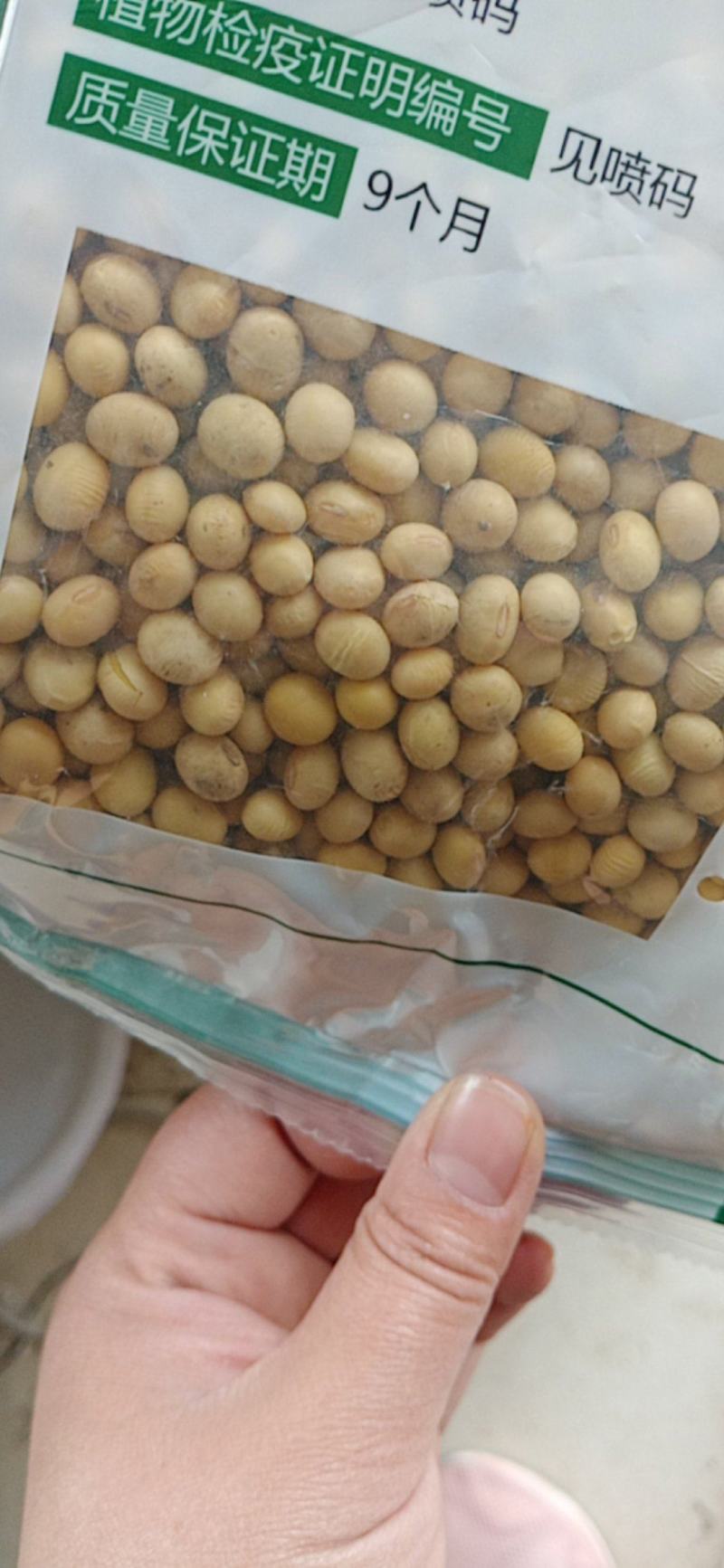 郓豆一号大豆种抗花叶病毒，高产量，叉多，值得大家选购