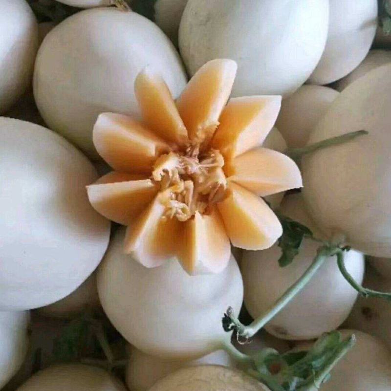 精品甜红玉甜瓜大量上市中，对接各大电商平台市场档口