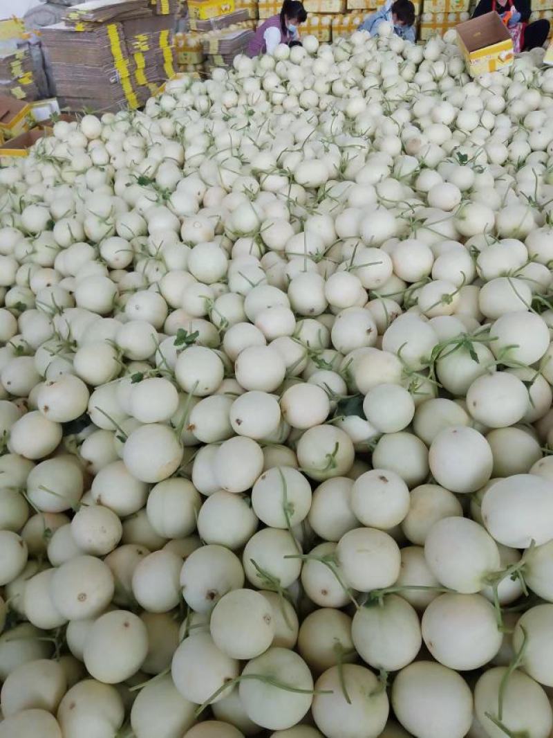 精品甜红玉甜瓜大量上市中，对接各大电商平台市场档口