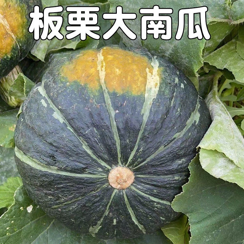 【荐】河北精品板栗南瓜粉面香甜供应市场商超社区团购