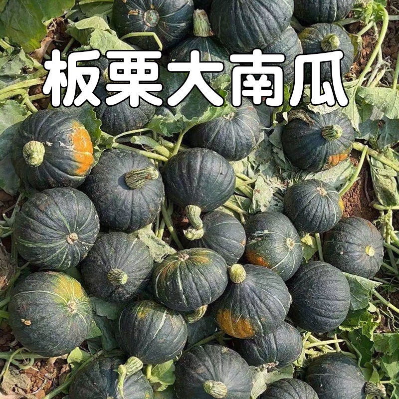 【荐】河北精品板栗南瓜粉面香甜供应市场商超社区团购