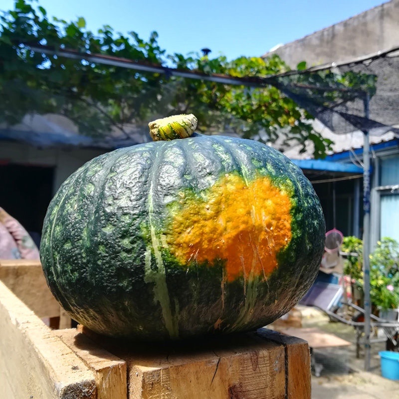 【荐】河北精品板栗南瓜粉面香甜供应市场商超社区团购