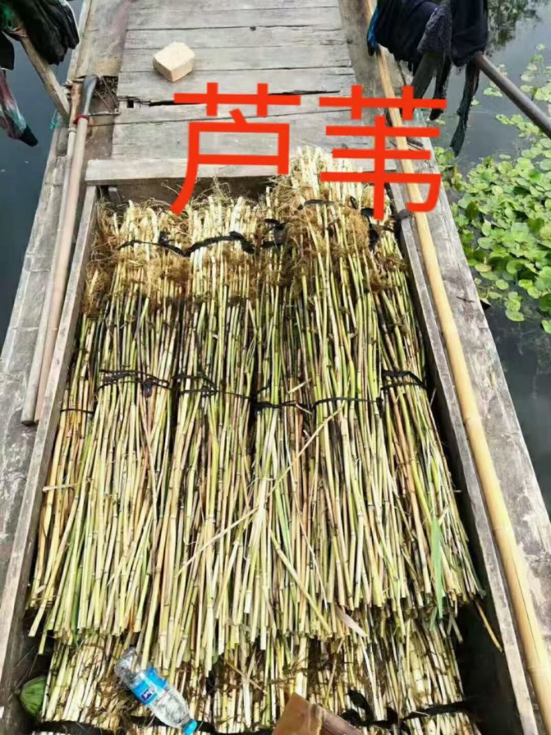 水生植物