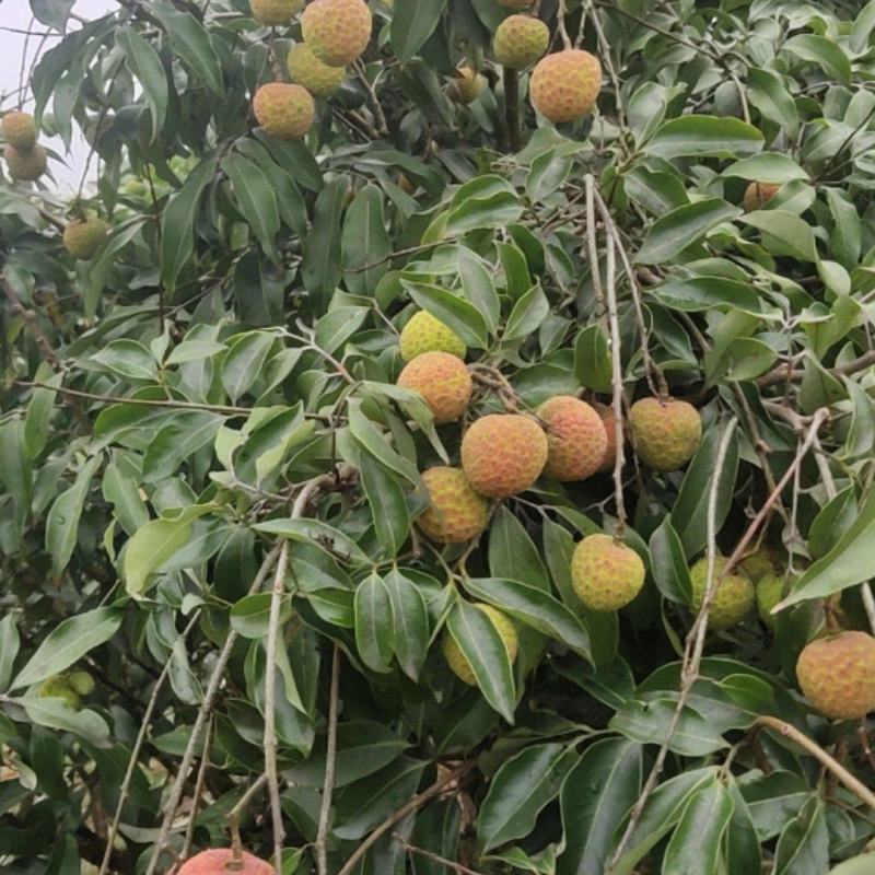 白糖罂荔枝