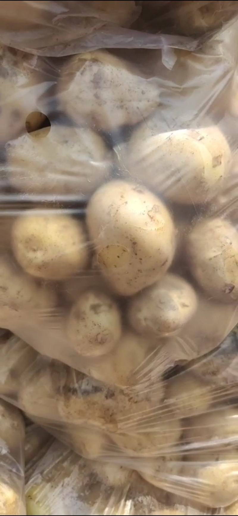 土豆