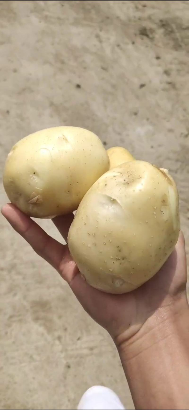 土豆