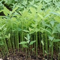 金丝楠木种苗盆栽花卉绿植四季常青金丝楠小芽苗