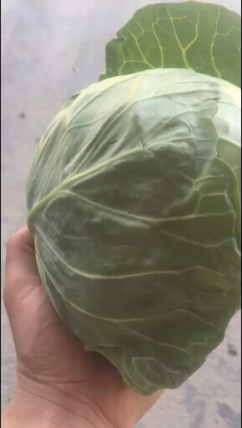 甘蓝类精品兰州货，质量好，以质量求生存。