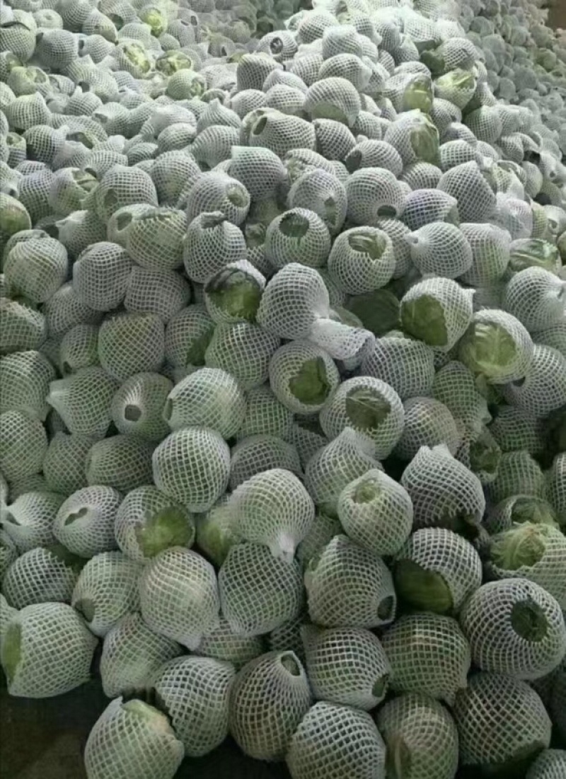 甘蓝类精品兰州货，质量好，以质量求生存。