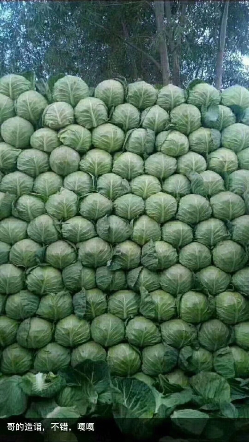 甘蓝类精品兰州货，质量好，以质量求生存。