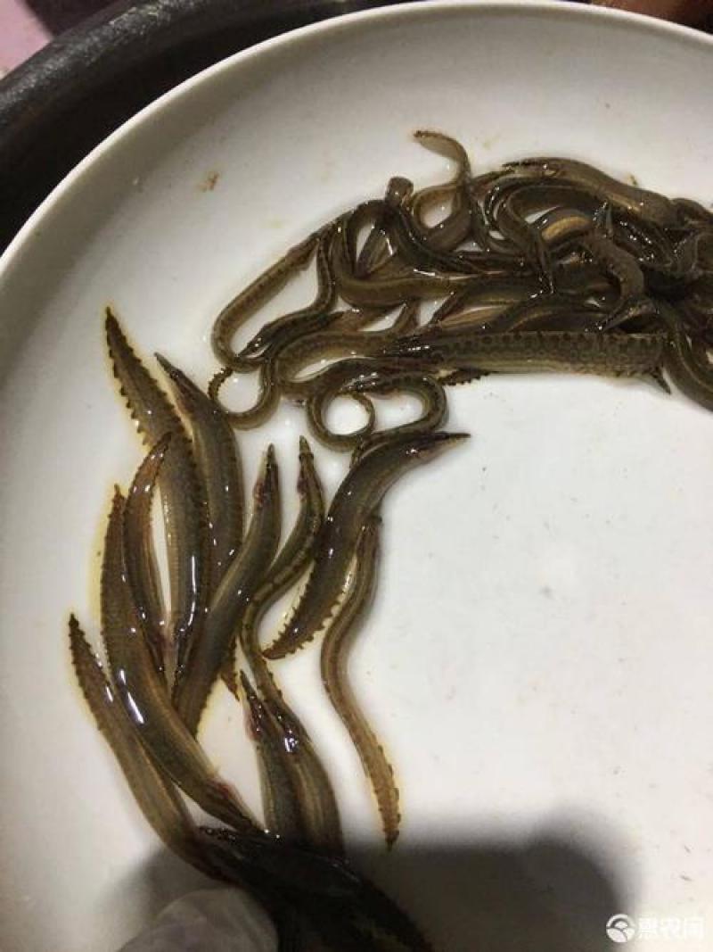 优良中华刺鳅大刺鳅刀鳅刺鳅水花全国发货空运